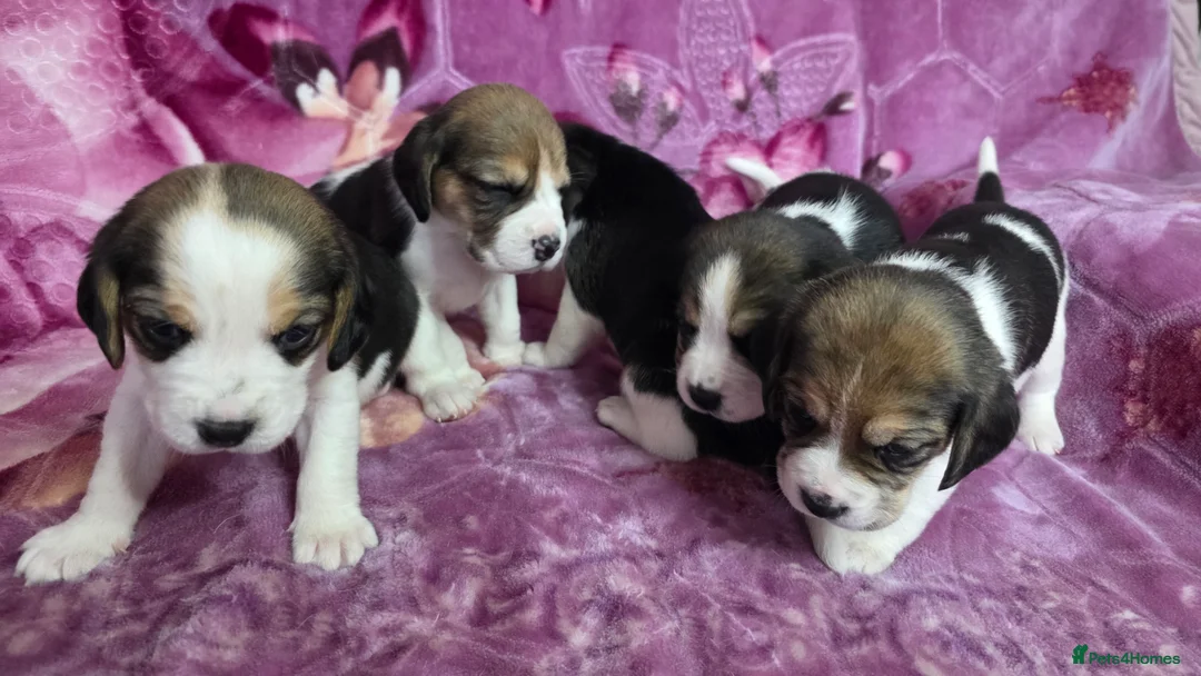 Beagle dogs for sale: Beautiful Beagle puppies looking for loving homes - Advert 6