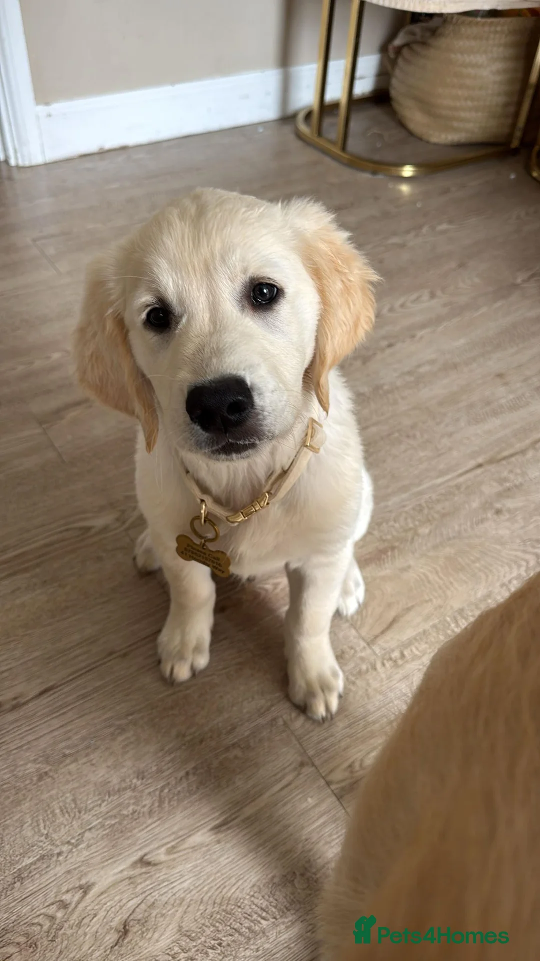Golden Retriever dogs for sale: Stunning 15 week old KC Reg boy - Advert 2