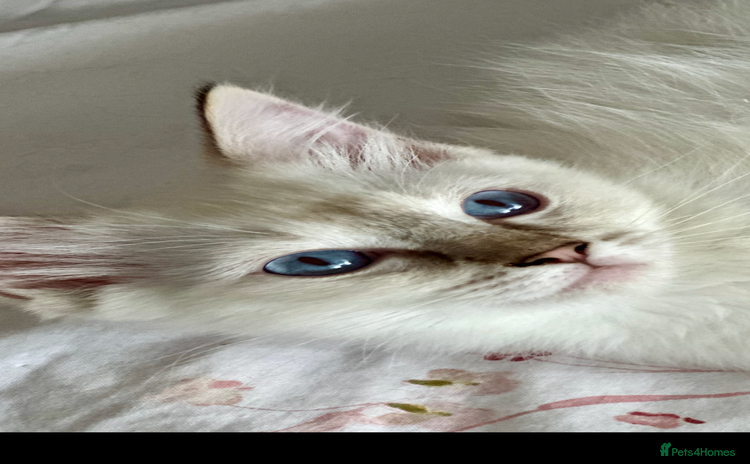 Ragdoll cats - Advert 4