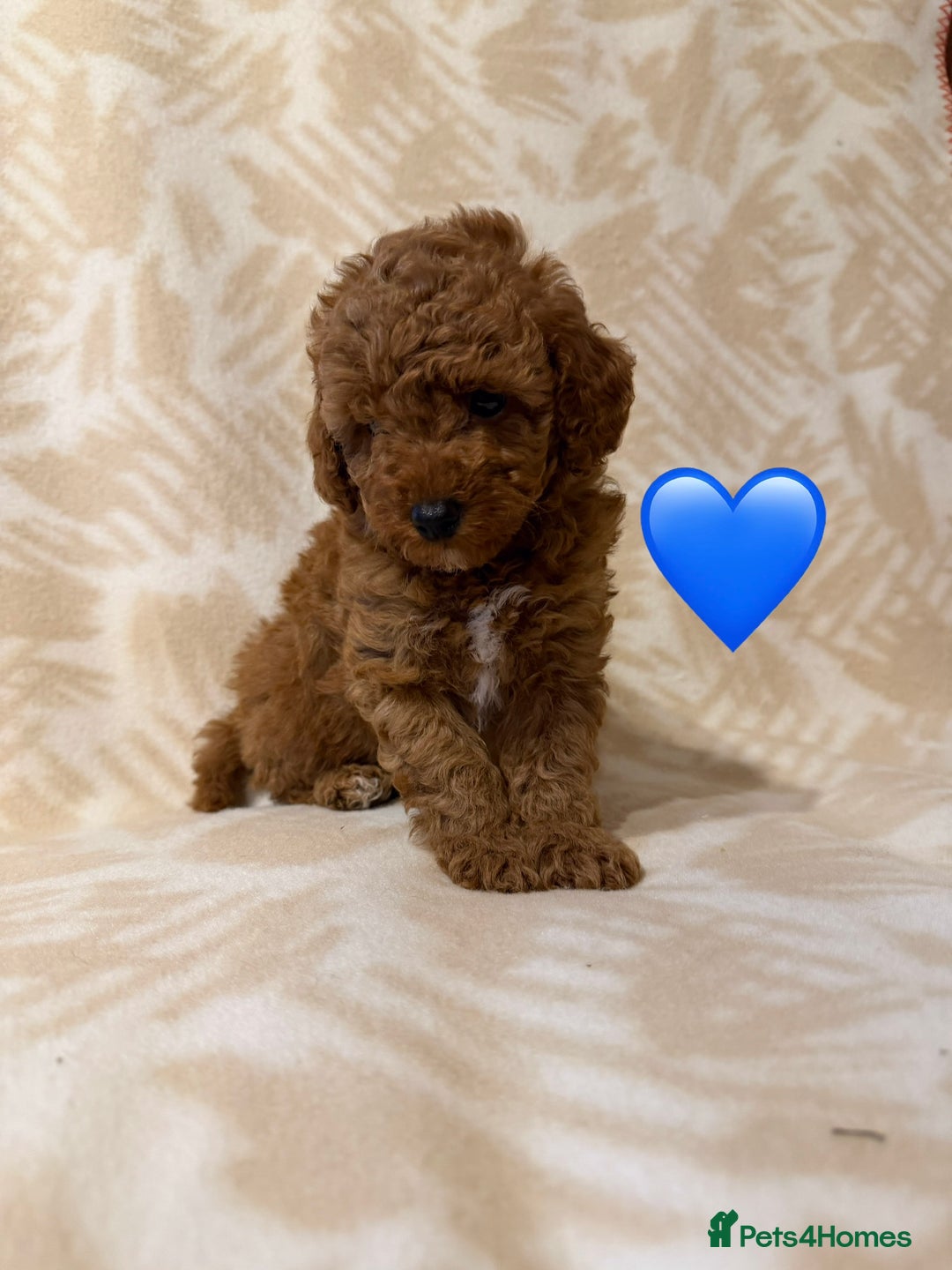 Toy Poodle dogs for sale: Beautiful toy poodles  - Advert 7