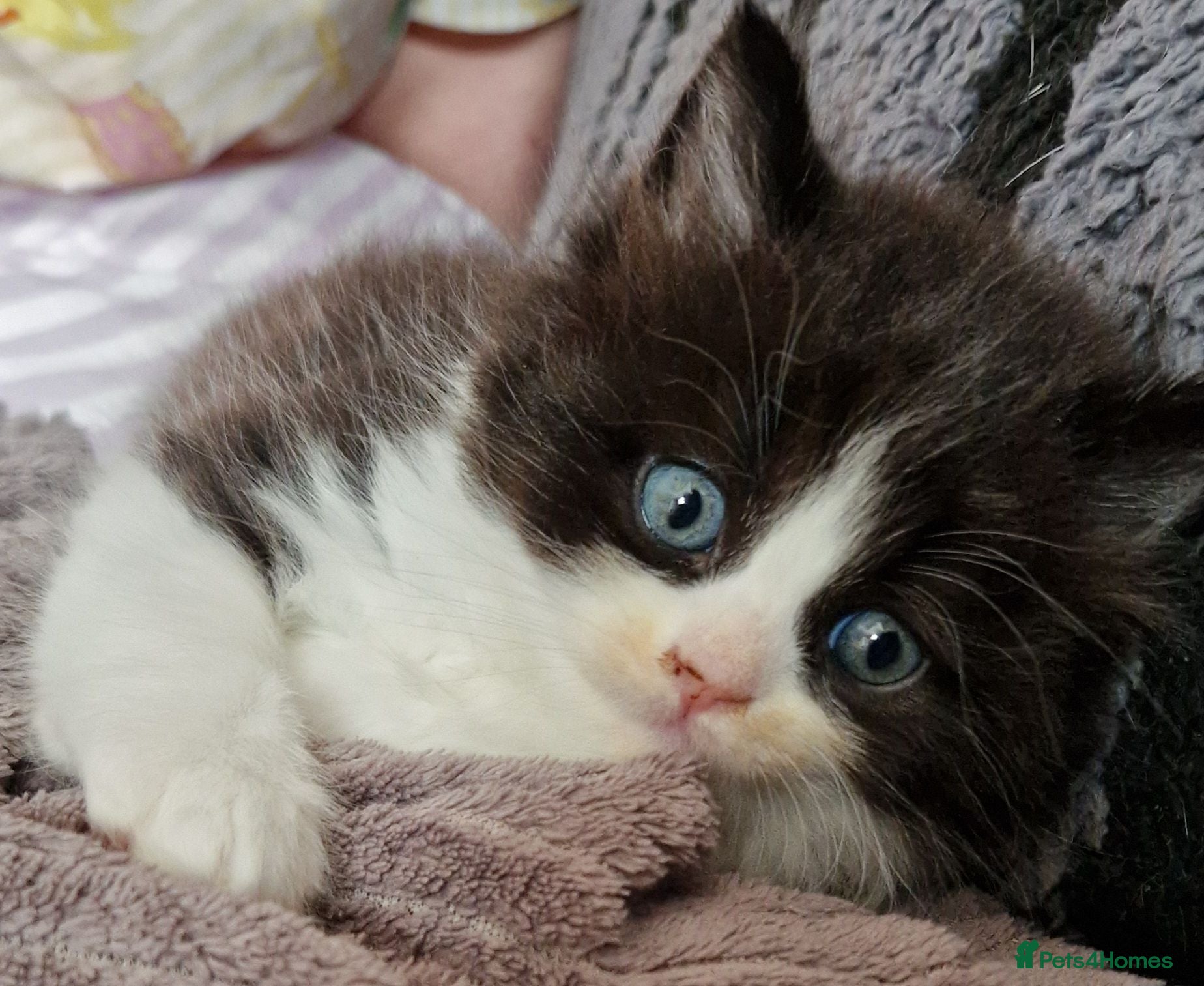 British Shorthair cats British Shorthair Exotic Kittens - Advert 1