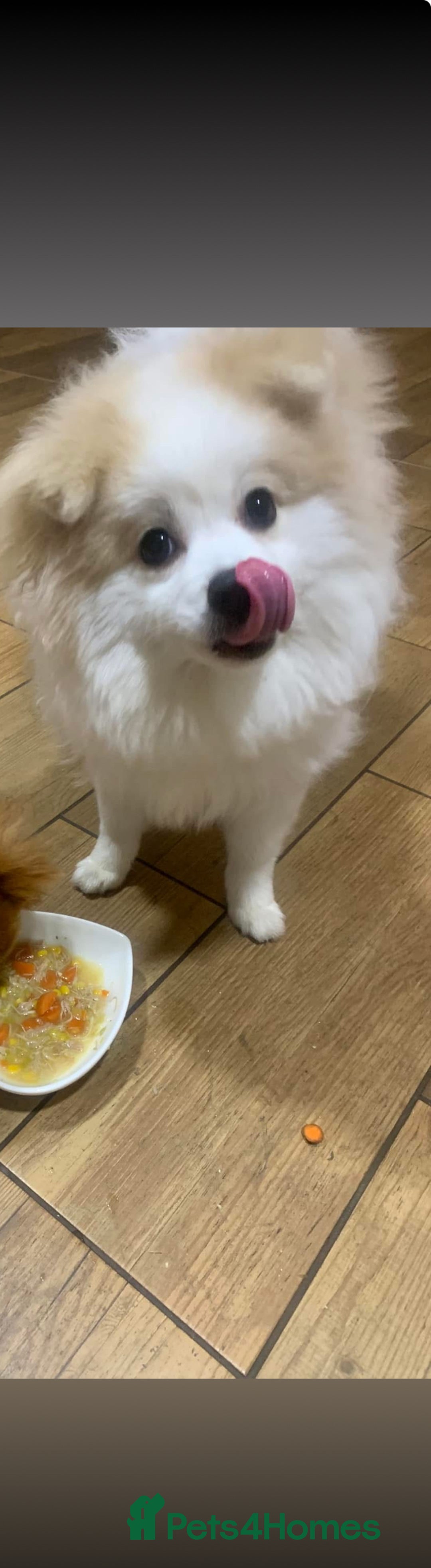 Mixed Breed dogs for sale: angel age 2 - Advert 2