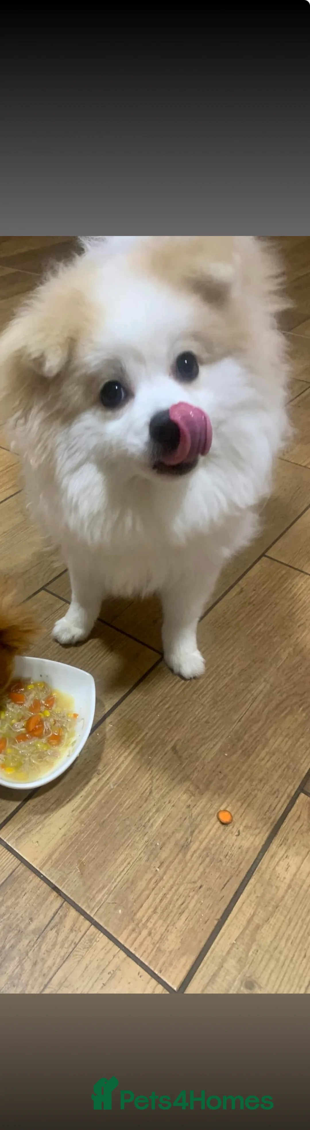 Mixed Breed dogs for sale: angel age 2 - Advert 2