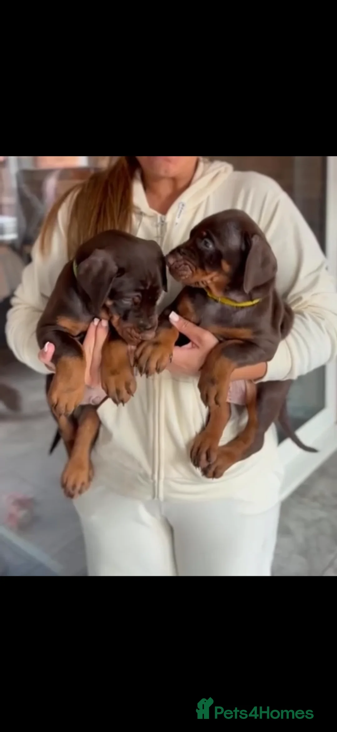 Dobermann dogs for sale: Large full European Doberman jab puppies - Advert 13