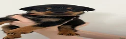 Rottweiler dogs for sale: Only 4 Beautiful Rottweiler Pups Ready in 2 weeks  - Advert 22