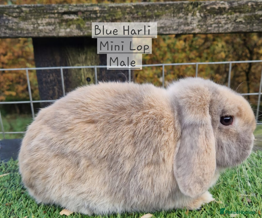 Mini Lop rabbits for sale: Various Mini Lops  - Advert 15