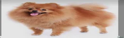 Pomeranian dogs for sale: Pomeranian  in Wolverhampton - Advert 2