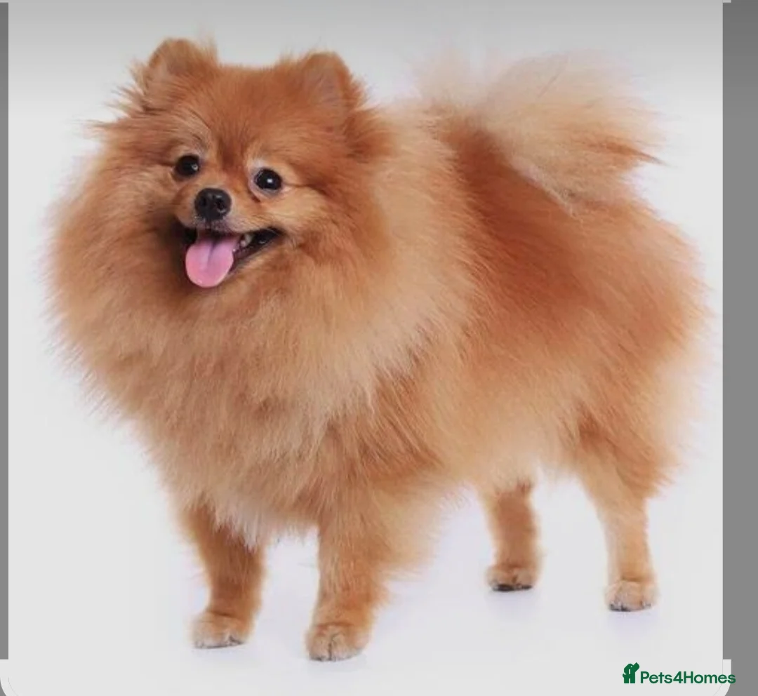 Pomeranian dogs for sale: Pomeranian  in Wolverhampton - Advert 2