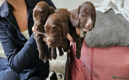 Mixed Breed dogs for sale: Spangold puppies  - Advert 5