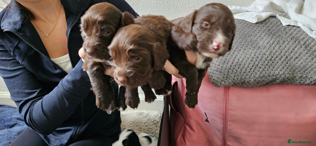 Mixed Breed dogs for sale: Spangold puppies  - Advert 5