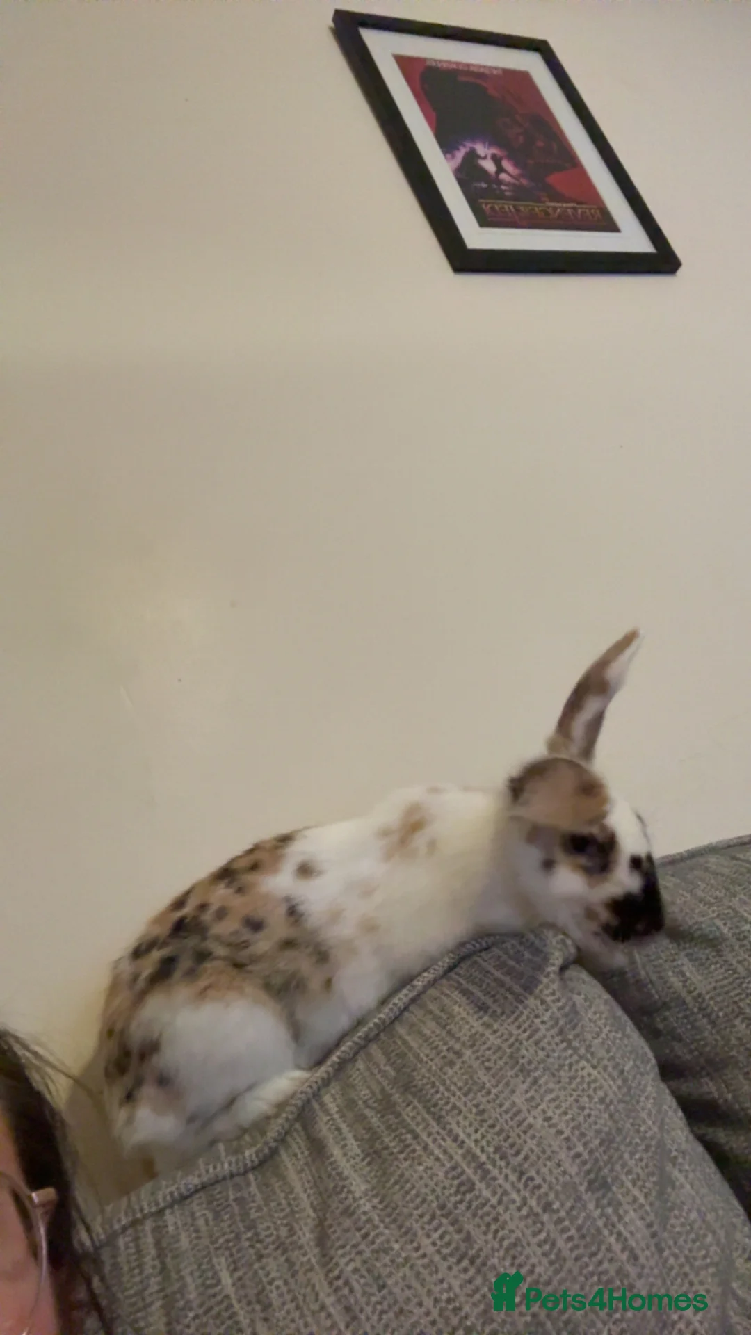 Mixed Breed rabbits for sale: Young male  in Weston-super-Mare - Advert 2