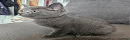 Russian Blue cats for sale: Russian Blue kittens 😸  - Advert 11