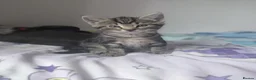 Mixed Breed cats for sale: 4 sweet kittens for sale  in Great Yarmouth - Advert 6