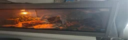 Corn Snake reptiles for sale: Mushu in Nottingham - Advert 3