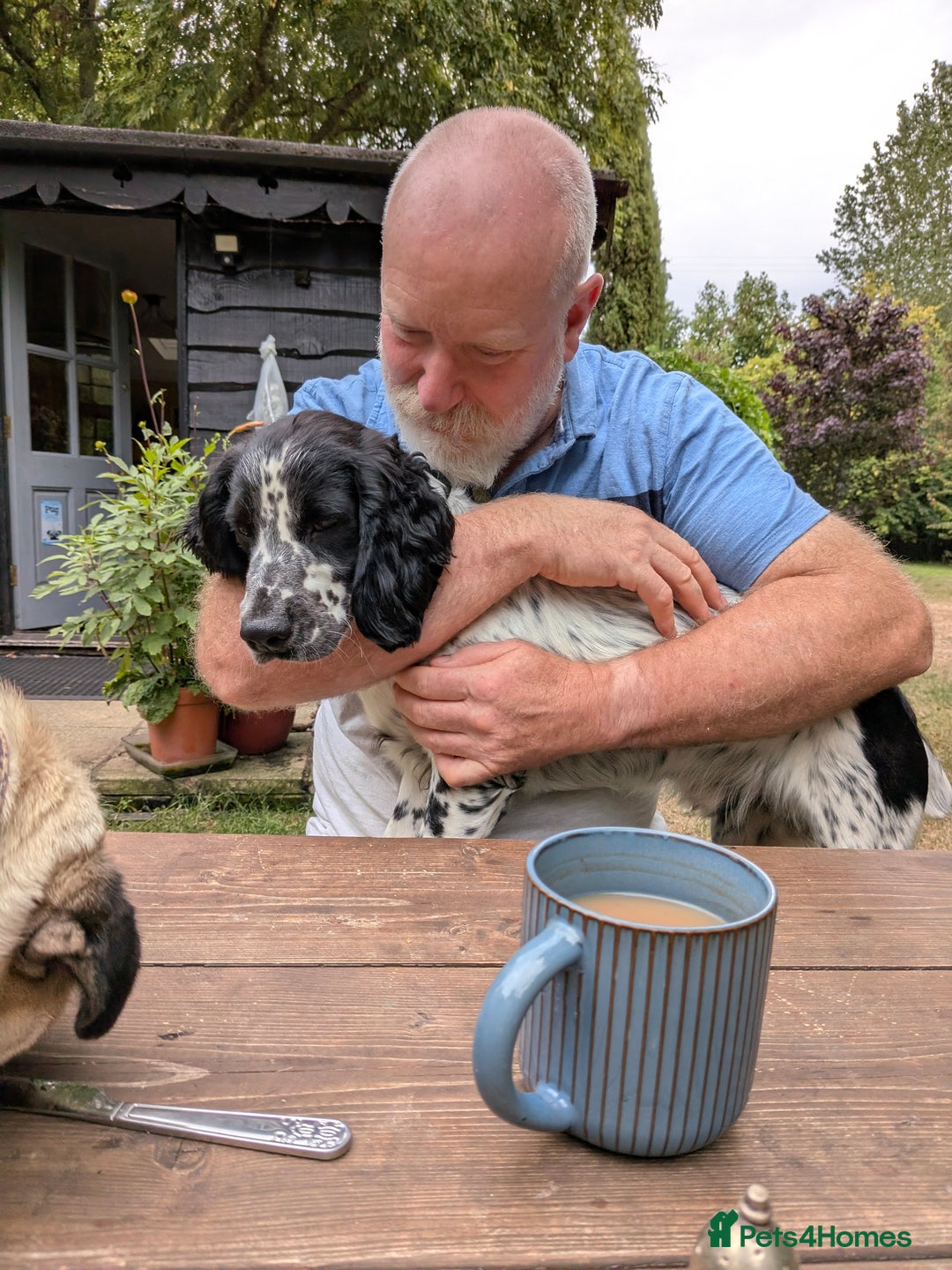 Mixed Breed dogs for sale: The Pug Who Raised a Duck Is Now Expecting Her Own - Advert 9