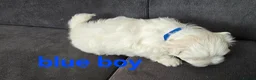 Maltese dogs for sale: ⭐️KC registered Maltese puppies⭐️ - Advert 18