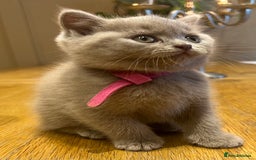 Scottish Fold cats for sale: Beautiful lilac Scottishfold straight ear kittens  - Image 1