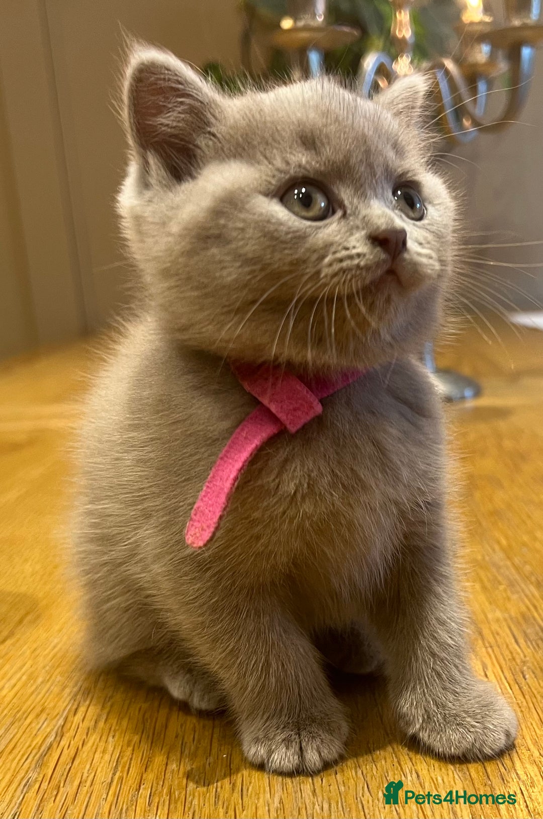 Scottish Fold cats for sale: Beautiful lilac Scottishfold straight ear kittens  - Image 1
