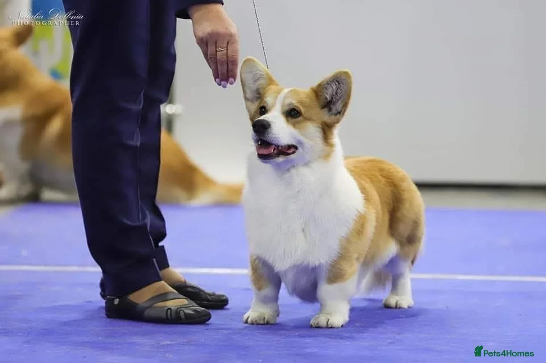 Welsh Corgi Pembroke dogs for stud: Beautiful Pembrokeshire Corgi Stud Dog in Machynlleth - Advert 1