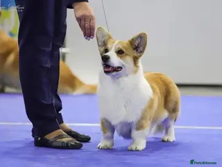 Welsh Corgi Pembroke dogs Beautiful Pembrokeshire Corgi Stud Dog in Machynlleth - Advert 3