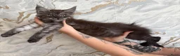 Maine Coon cats for sale: Stunning Maine Coon Kittens TICA Registered - Advert 39