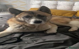 Akita dogs for sale: Male American Akita - Image 1