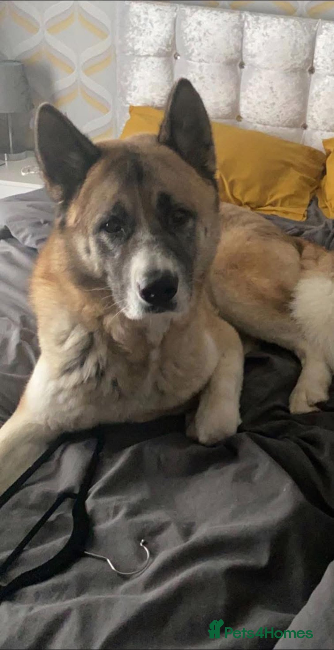 Akita dogs for sale: Male American Akita - Image 1