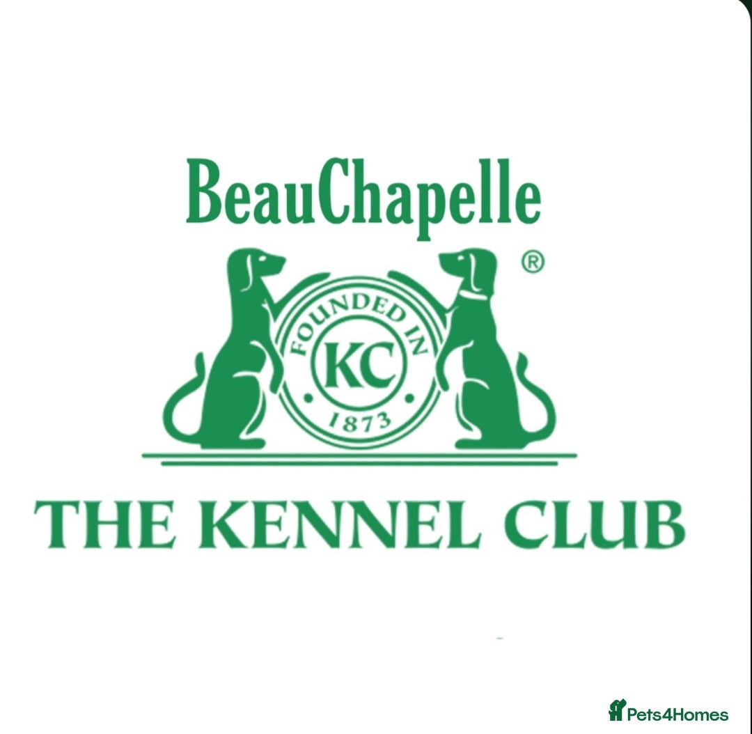 Boston Terrier dogs for sale: Rare Merle Champagne Boston Terriers - Image 9