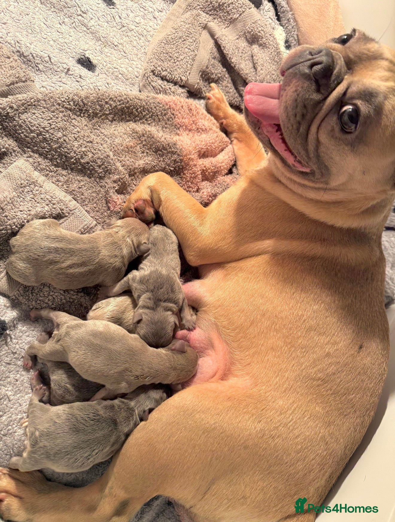 French Bulldog dogs FRENCHIE GIRLS *AMAZING BLOODLINE*READY NOW!! - Advert 2