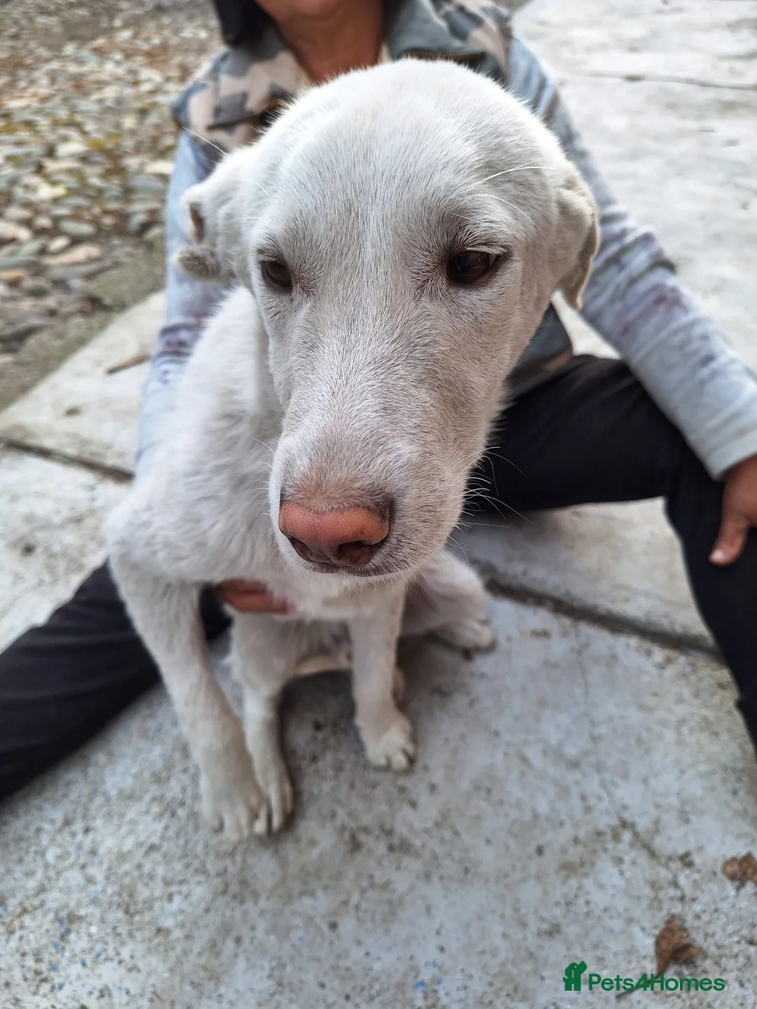 Mixed Breed dogs for adoption: 🐾 ROCKY – The Brave Little Survivor 🤍 - Advert 2