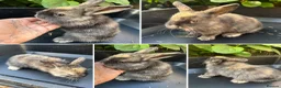 Harlequin rabbits for sale: Gorgeous harlequin mini lops - Advert 19