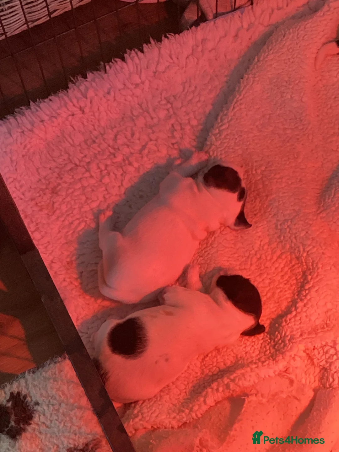 Jack Russell dogs for sale: Jack Russell pups in Plymouth - Advert 2