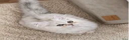 Persian cats for sale:     ✨Stunning Persian Chinchilla Ready to Go✨ - Advert 5