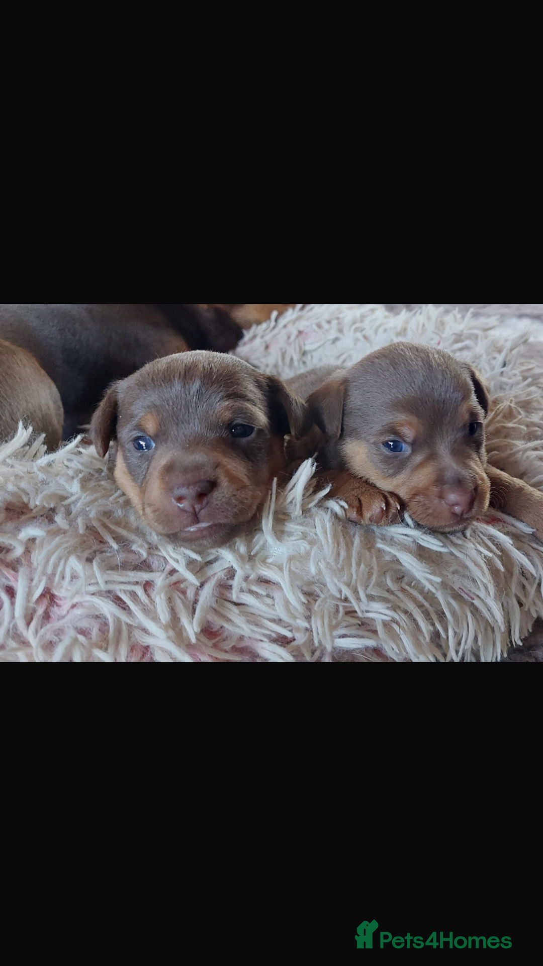 Jack Russell dogs for sale: Stunning chocolate miniature jack russell pups  - Advert 2