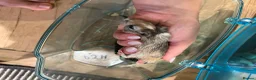 Gerbil rodents for sale: Two Beautiful Female Gerbils + Full Setup Included in Westerham - Advert 6