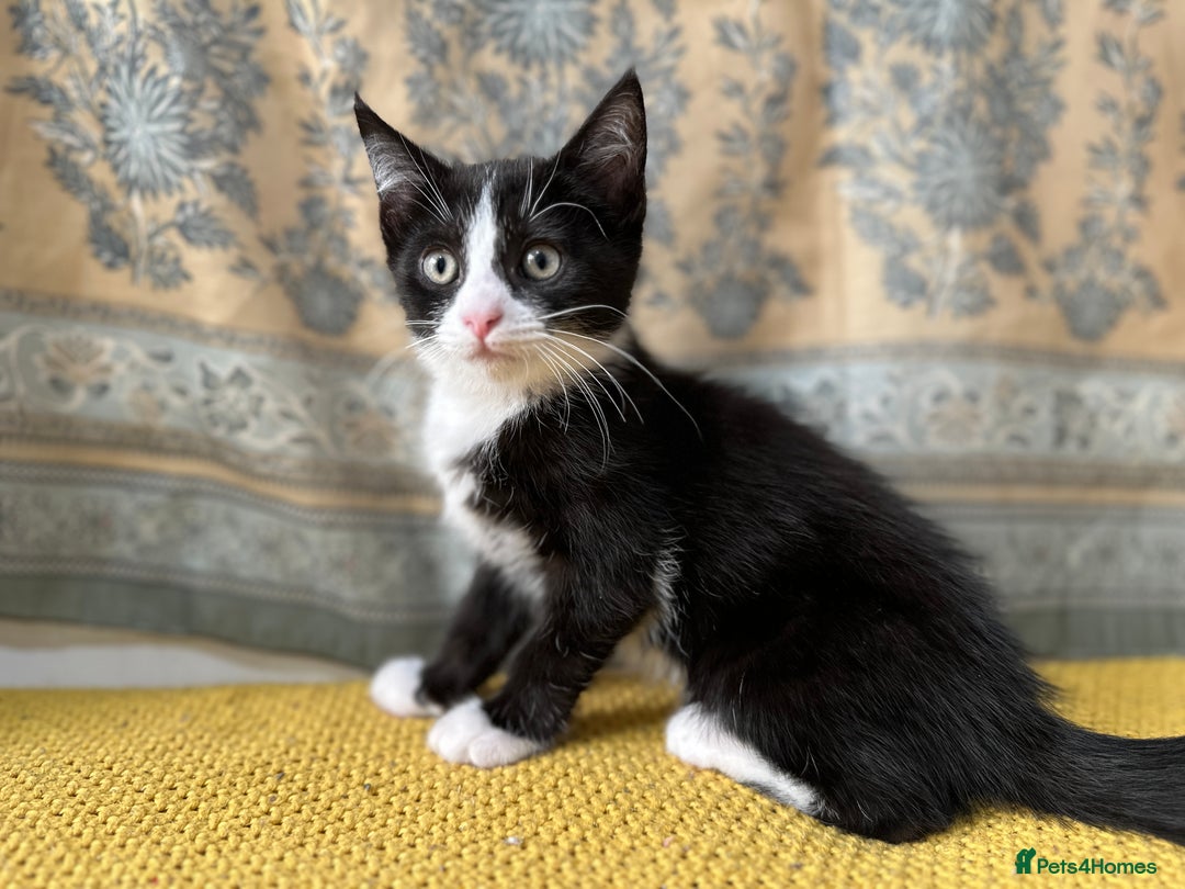 Mixed Breed cats for sale: Mixed breed in Birmingham - Image 4
