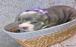 Old Tyme Bulldog dogs for sale: New English bulldogs available  - Image 4