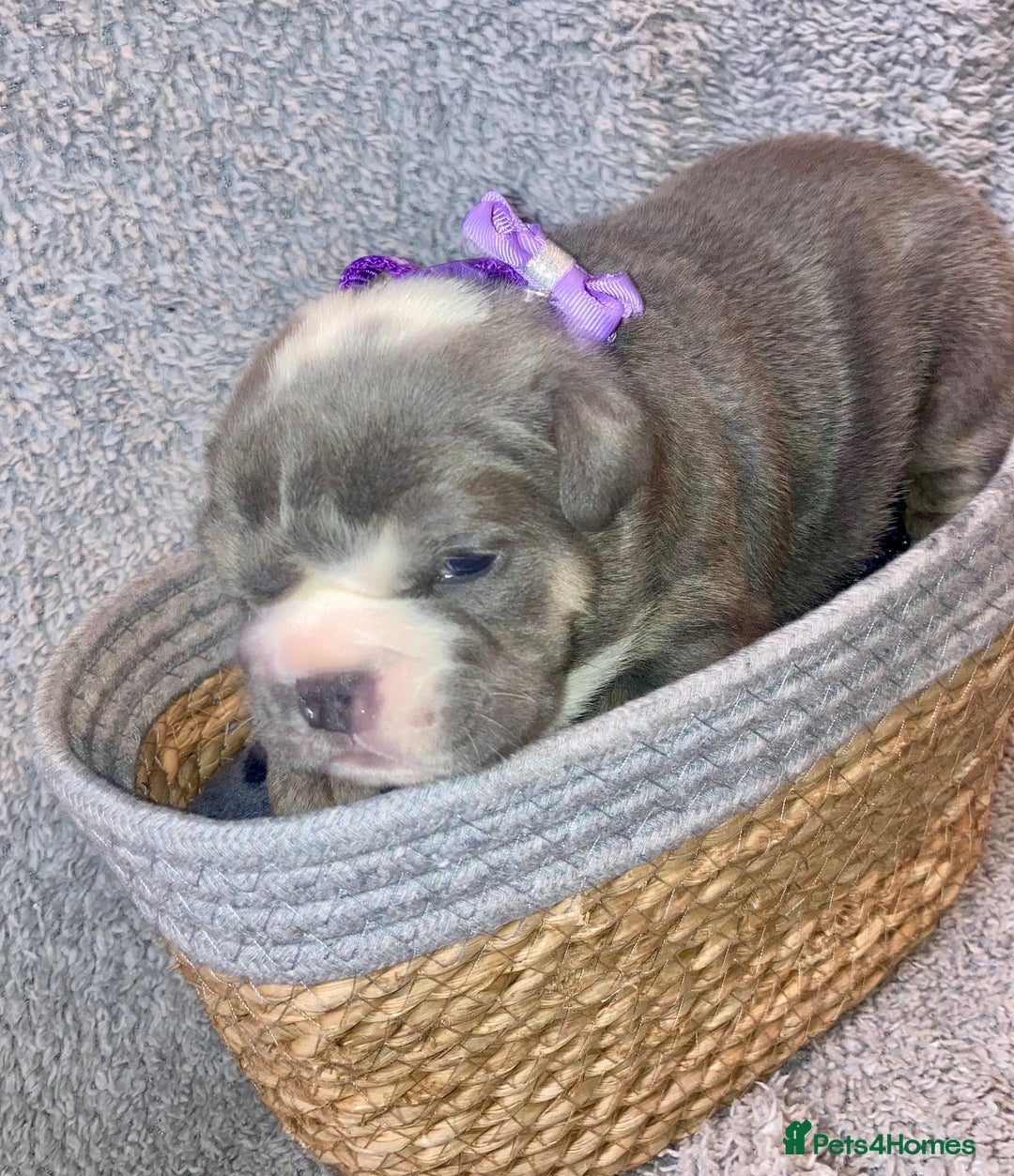 Old Tyme Bulldog dogs for sale: New English bulldogs available  - Image 4