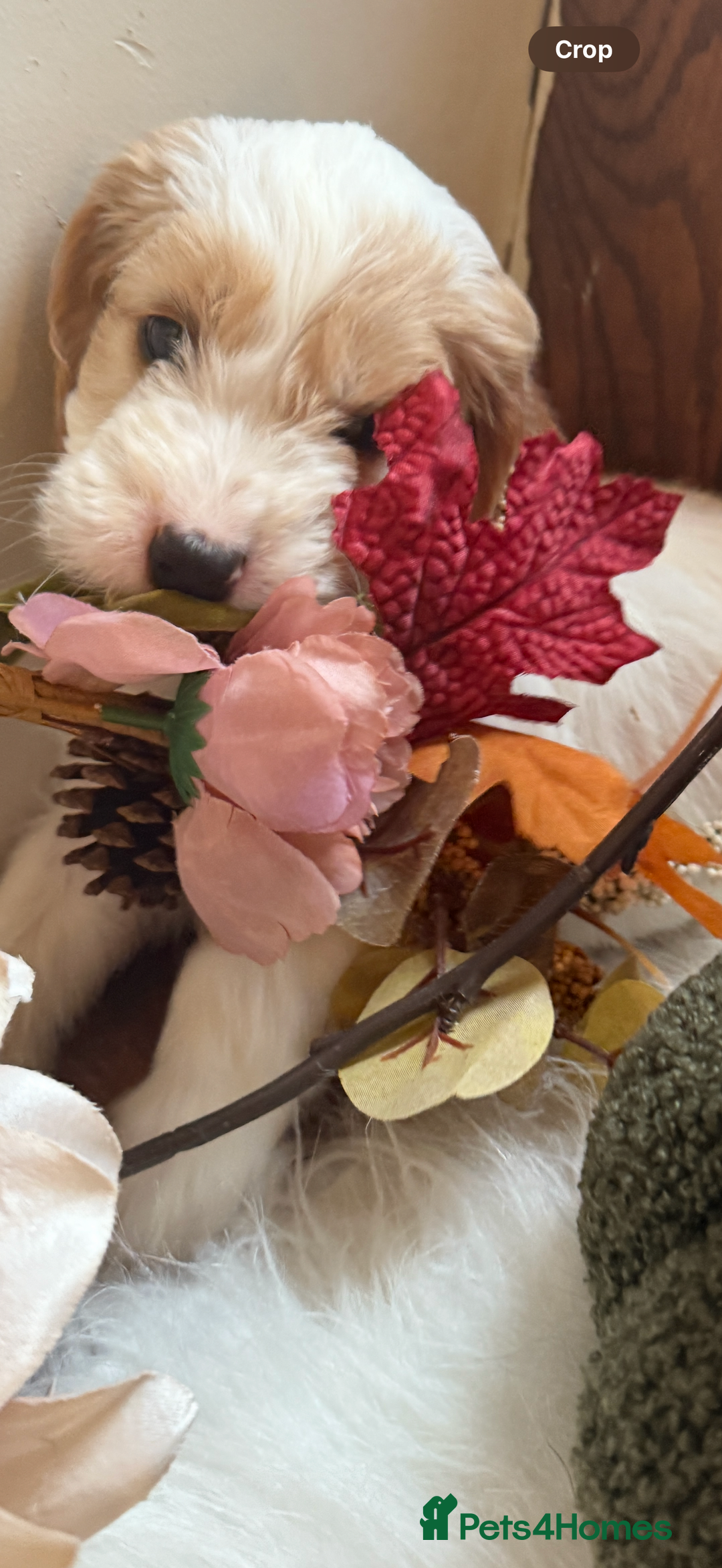 Cockapoo dogs for sale: Gorgeous Cockapoo puppies - Advert 18