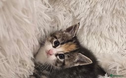 Maine Coon cats for sale: Beautiful Mainecoon princess - Image 7