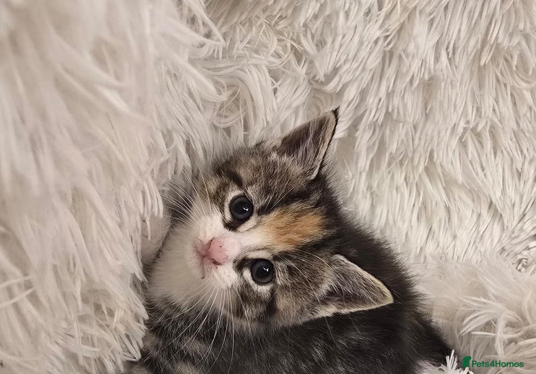 Maine Coon cats for sale: Beautiful Mainecoon princess - Image 7