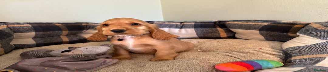 Cocker Spaniel Puppy 4