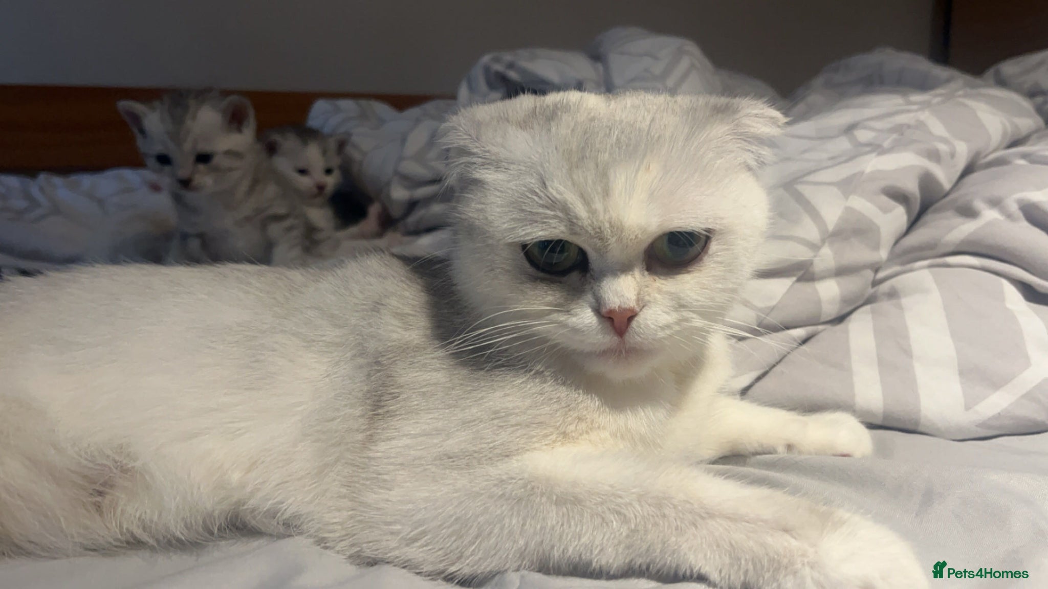 Scottish Fold cats for sale: grey and white half scottish fold kitten  - Advert 4