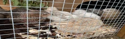 Quail poultry for sale: Coturnix Quail Hatching Eggs - Advert 4