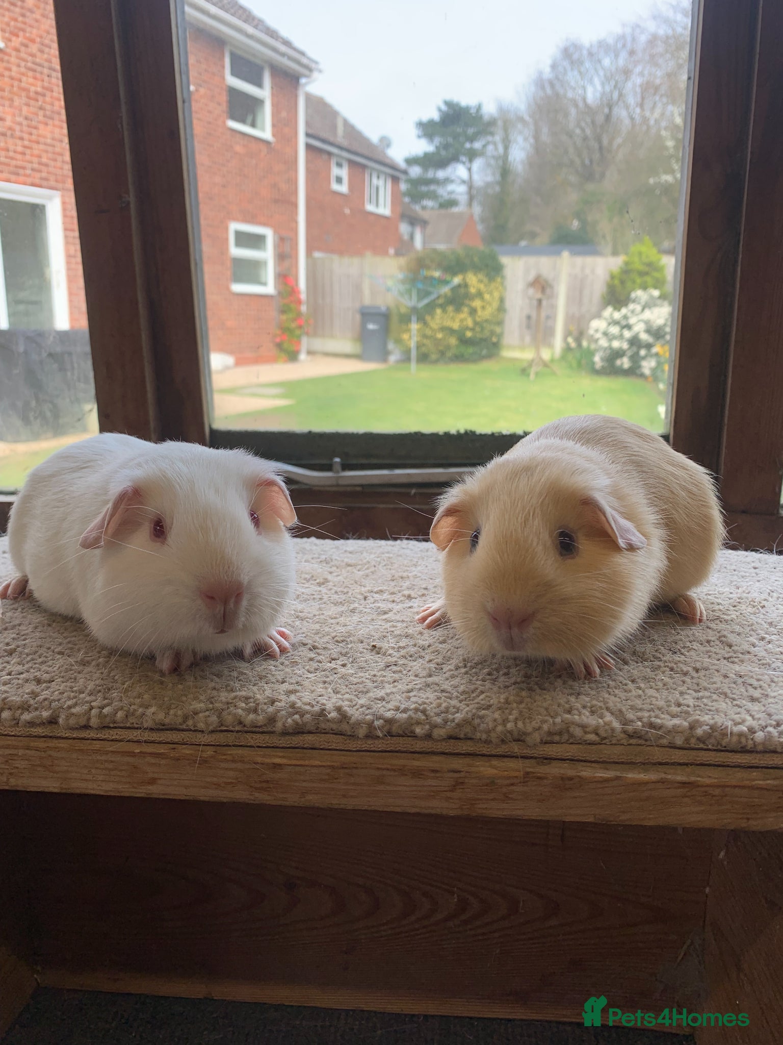 Guinea Pig rodents Sweet Baby Short Coated Guinea Pig Boars - Advert 10