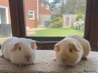Guinea Pig rodents Sweet Baby Short Coated Guinea Pig Boars - Advert 10