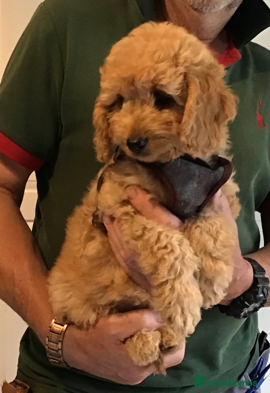 Labradoodle dogs for sale: 5* F1B Mini Labradoodles - health tested  - Image 13