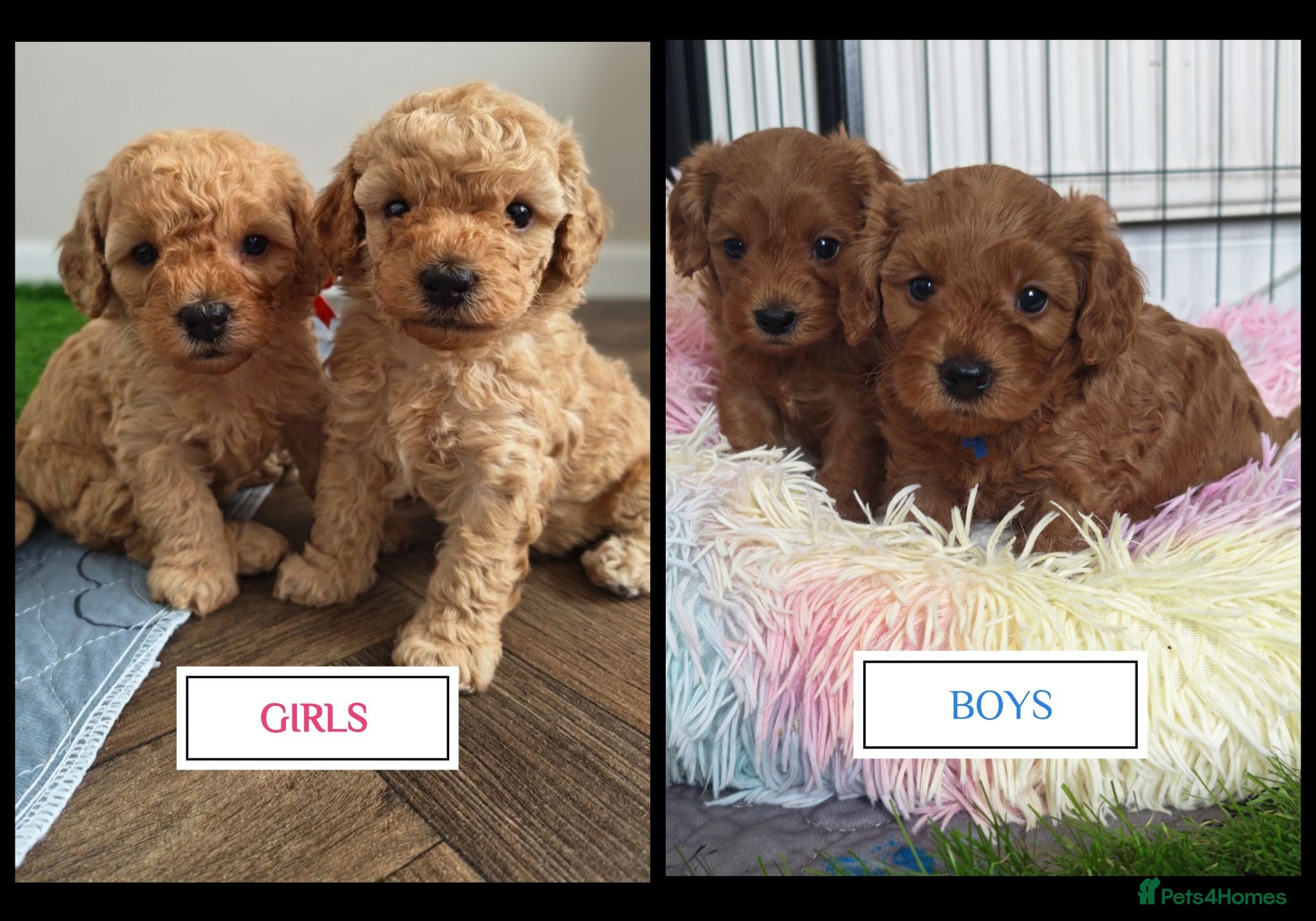 Cavapoo dogs Gorgeous Cavapoo Boy & Girl Available  - Advert 1