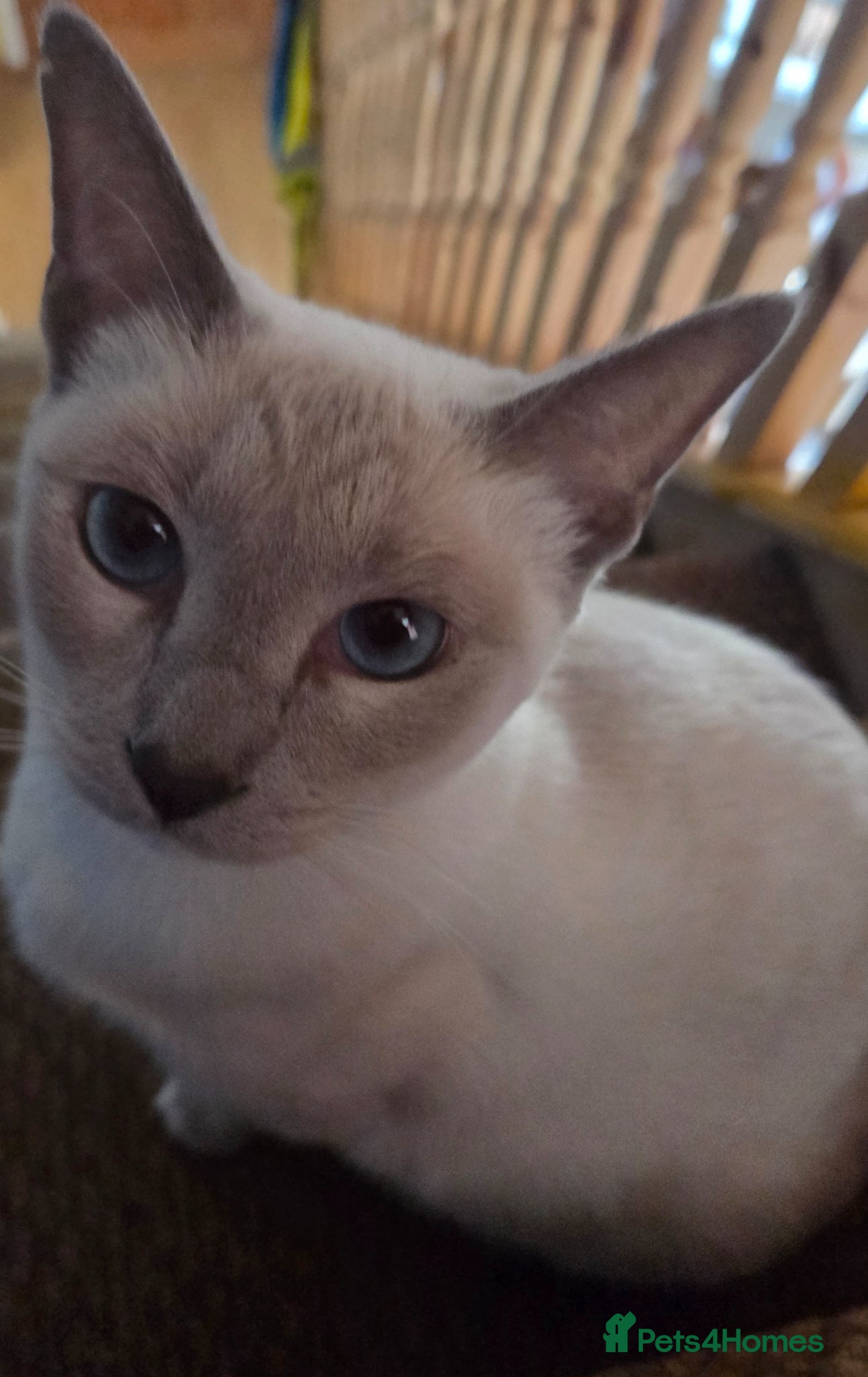 Siamese cats Siamese Snowshoe Cross - Advert 14