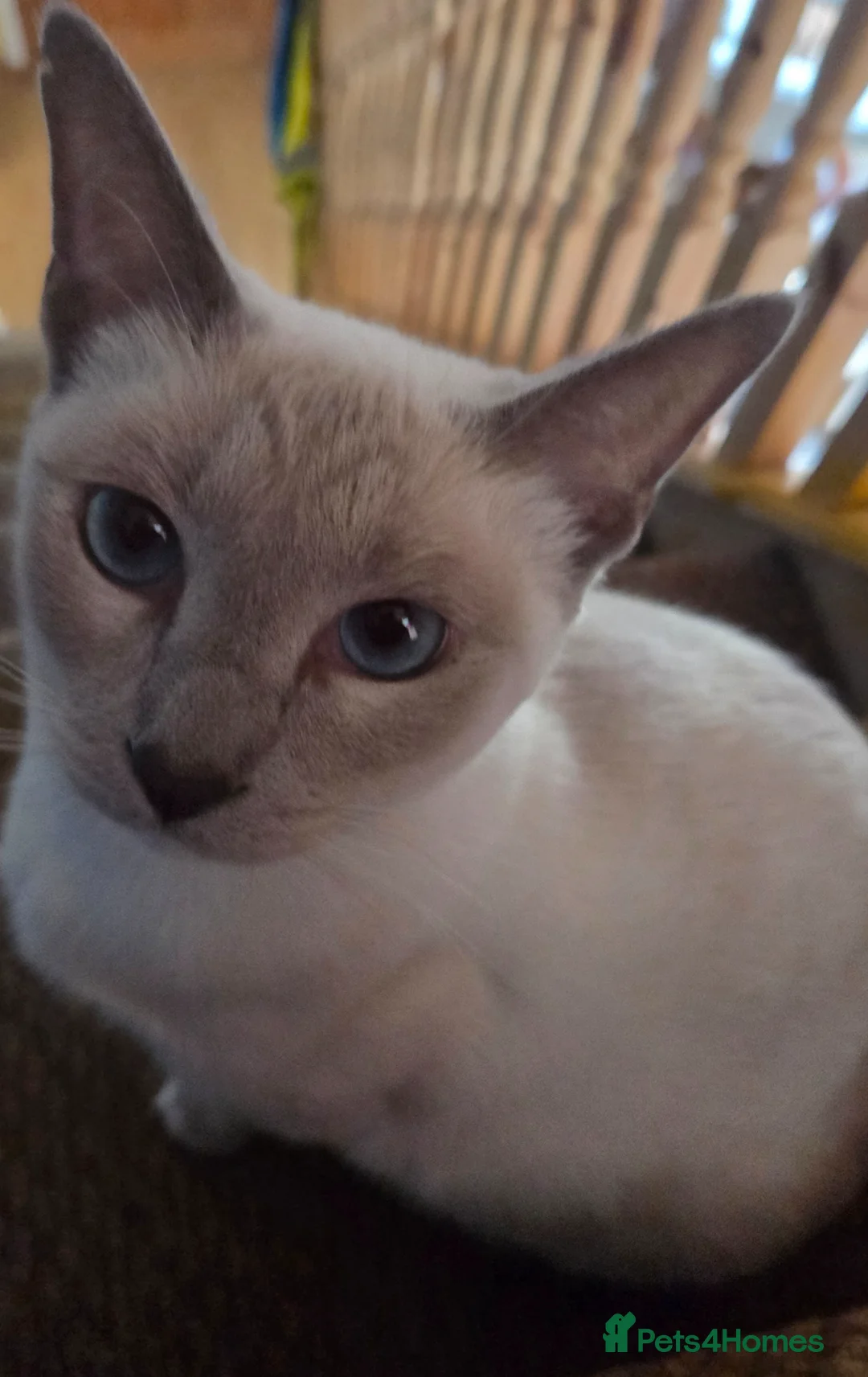 Siamese cats for sale: Siamese Snowshoe Cross - Advert 1